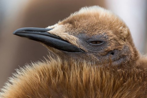 King Penguin (Aptenodytes patagonicus) juvenile, Falkland Islands