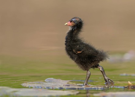 Common Moorhen (Gallinula chloropus) juvenile, North Rhine-Westphalia, Germany
