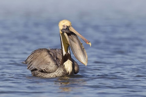 Brown Pelican (Pelecanus occidentalis), Florida, USA