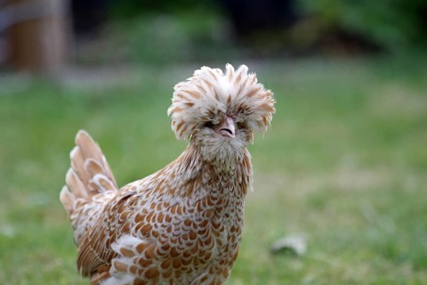 Domestic fowl (Gallus gallus domesticus), Paduan, feathers, breed, garden