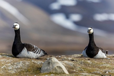 White-fronted Goose (Branta leucopsis), Geese (Anseriformes), pair lying on the ground, Aventdalen,