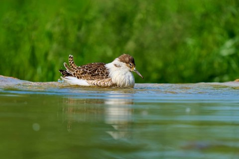 Bird lying in the water, surrounded by green landscape, Ruff (Calidris pugnax), Spring, France