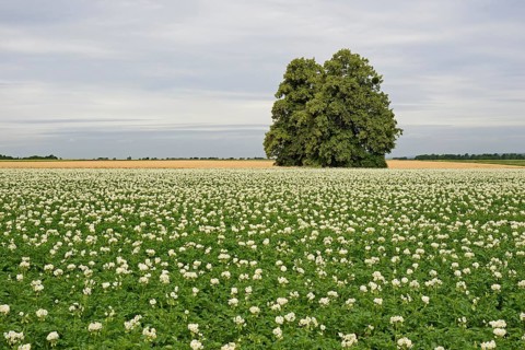 Deciduous trees, lime tree (Tilia) in a field with potato plants (Solanum tuberosum) at flowering