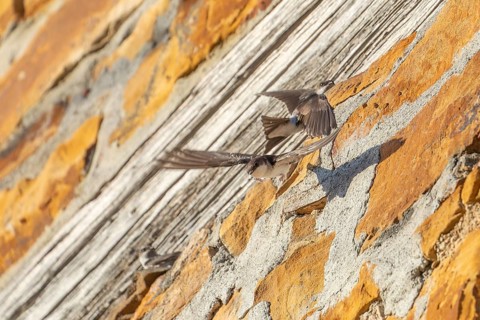 House martins fly lively in front of old house facade