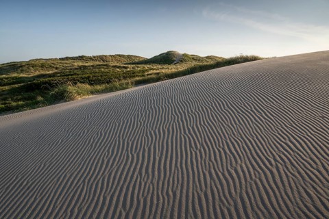 Dunes, wind-sculpted wave patterns in the sand, standing grass, dune landscape, holiday settlement,