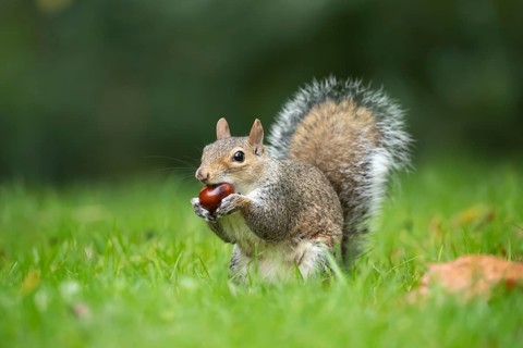 Grey squirrel (Sciurus carolinensis) adult animal feeding on a Horse chestnut tree nut or conker in