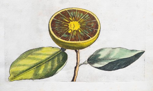 Aurantium Olysiponense, sliced orange, citrus fruit, hand-coloured copperplate engraving from