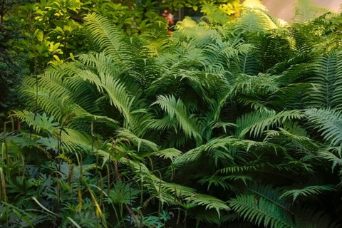 Bracken fern (Pteridium aquilinum), green leaves, garden, hardy, Germany