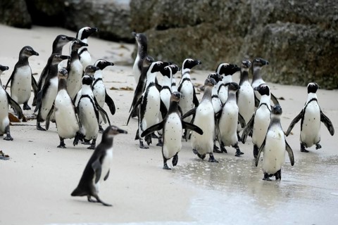 African penguin (Spheniscus demersus), adult, group, beach, Boulders Beach, Simonstown, Western