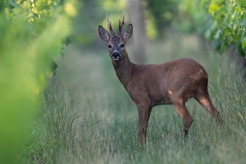 Roebuck in the vineyard in summer, Wittlich, Rhineland-Palatinate, Germany