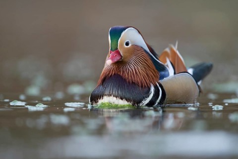 The drake... Mandarin duck (Aix galericulata), certainly one of the most beautiful ducks on our