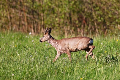 European roe deer (Capreolus capreolus), roebuck with bast horns running across a meadow in the
