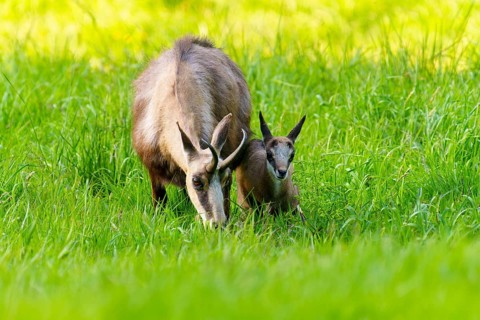 Chamois mother and young grazing together in a natural environment, chamois, chamois, (Rupicapra