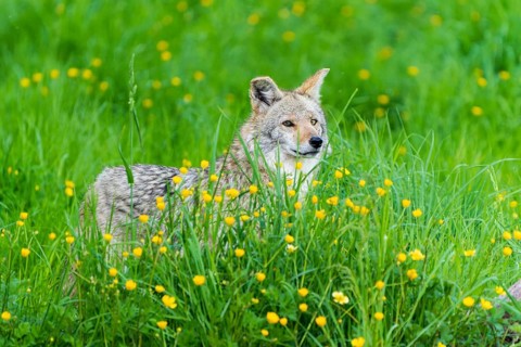 A coyote stands in a blooming meadow full of yellow flowers, surrounded by lush greenery, Coyote,