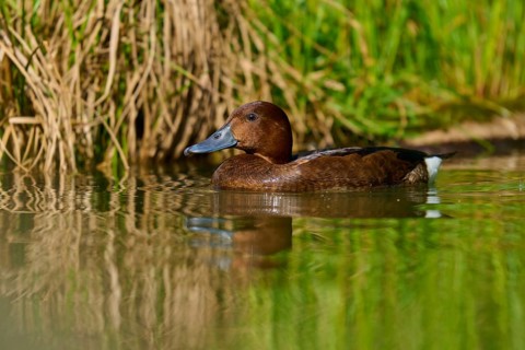 Brown duck moving calmly through shallow water, grass in the background, Ferruginous Duck (Aythya