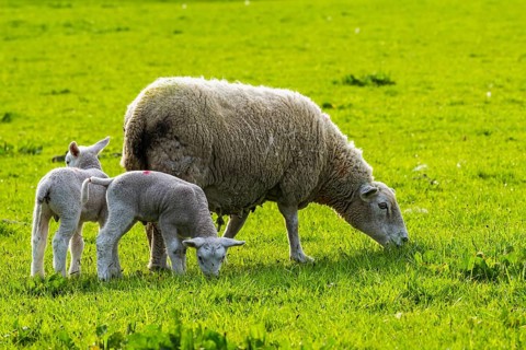 Sheep and farm in Lake District National Park, Coniston Water, Cumbria, England, United Kingdom