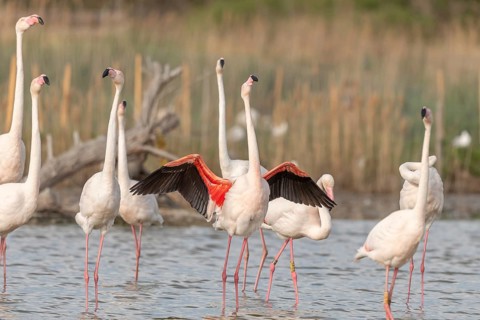 A flamingo opens its wings and highlights its magnificent plumage. The scene captures the essence