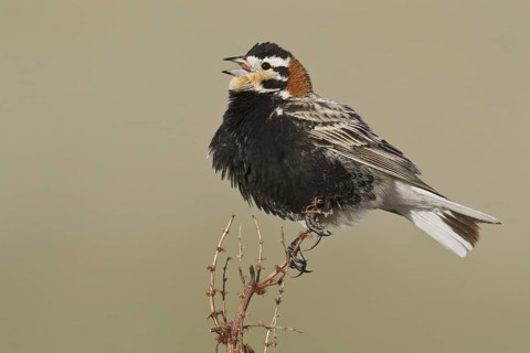 Chestnut-collared Longspur (Calcarius ornatus) singing, Alberta, Canada