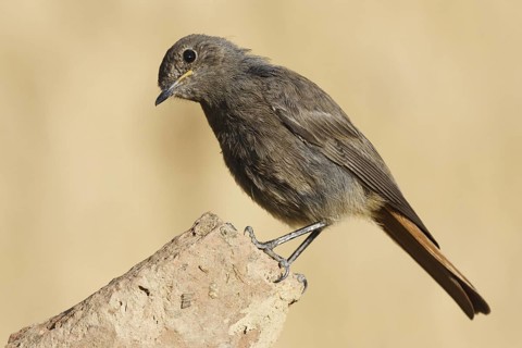 Black Redstart (Phoenicurus ochruros) female, Castile, Spain