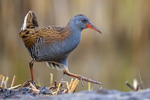 Water Rail (Rallus aquaticus) foraging, Saxony-Anhalt, Germany