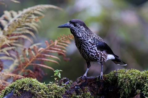 Spotted Nutcracker (Nucifraga caryocatactes) perched on the ground, Baden-Wuerttemberg, Germany