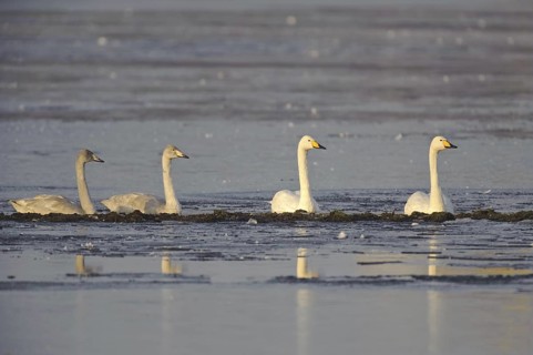 Whooper Swan (Cygnus cygnus), Lower Saxony, Germany