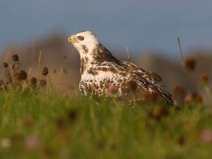 Common Buzzard (Buteo buteo), Utrecht, Netherlands