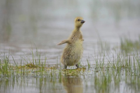 Graugans Kücken (Anser anser) Greylag Goose Chicks