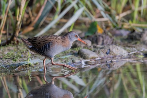 Wasserralle (Rallus aquaticus) Water Rail