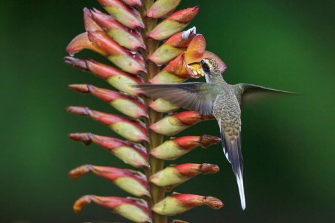 Scale-throated Hermit (Phaethornis eurynome) flying while feeding at a flower in the Atlantic