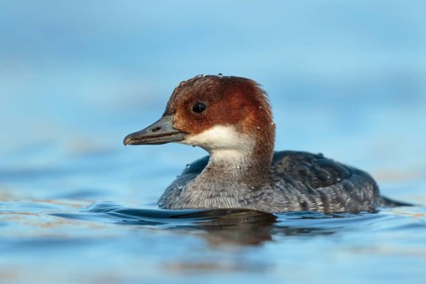 Smew (Mergellus albellus) female, Utrecht, Netherlands