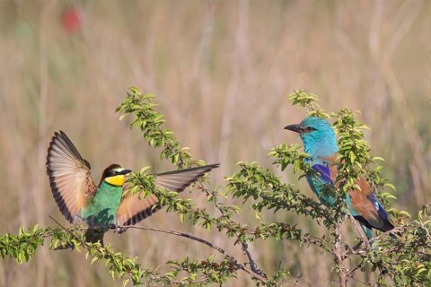 European Bee-eater & European Roller (Merops apiaster & Coracias garrulus), Bulgaria