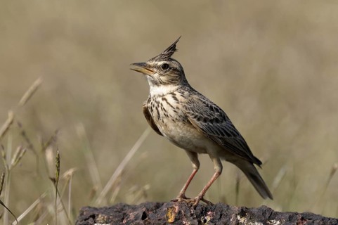 Malabar Lark (Galerida malabarica) singing, Goa, India