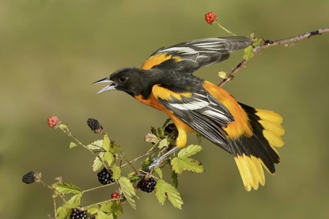 Baltimore Oriole (Icterus galbula) male, Texas, USA