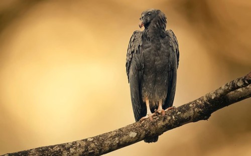 Juveniler Königsgeier (Sarcoramphus papa)