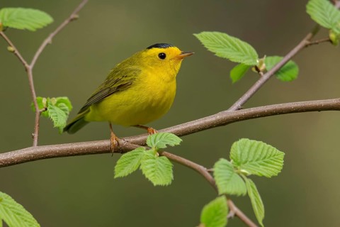 Wilsons Warbler (Wilsonia pusilla)perched on a branch in Victoria, BC, Canada