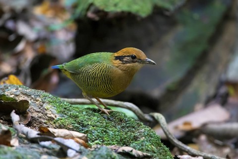 Bar-bellied Pitta (Hydrornis elliotii) female perched on the ground, Cuc Phuong, Vietnam