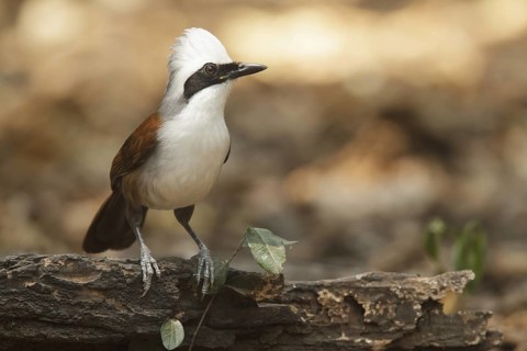 White-crested Laughingthrush (Garrulax leucolophus), Kaeng Krachan, Thailand