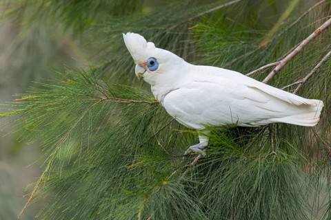 Little Corella (Cacatua sanguinea) perched on a branch in eastern Australia