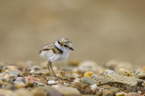 Little Ringed Plover (Charadrius dubius) chick, North Rhine-Westphalia, Germany