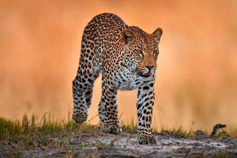 Leopard golden grass sunset, Savuti, Chobe NP, in Botswana, Africa. Big spotted cat in the wild