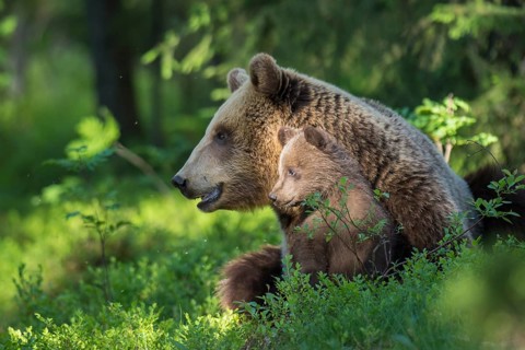 Eurasian Brown Bear (Ursus arctos) mother with cubs in forest, Finland
