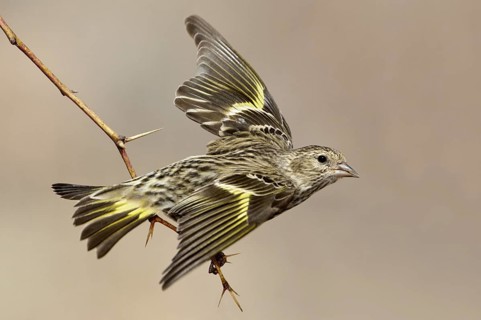 Pine Siskin (Spinus pinus) flying, New Mexico, USA