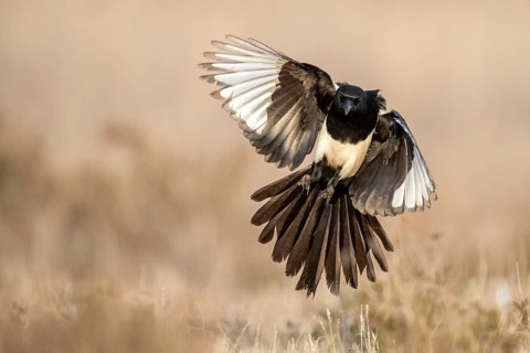 Eurasian magpie (Pica pica) flying, Castile-La Mancha, Spain