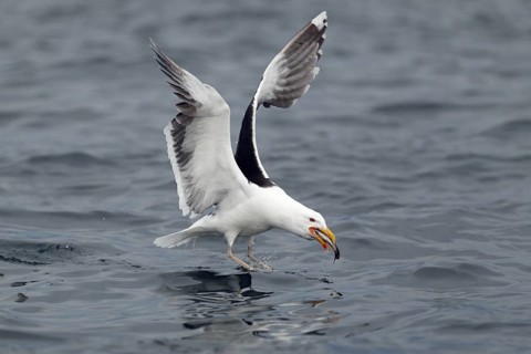Mantelmöwe; lat. Larus marinus; nimmt im Flug von der Wasseroberfläche einen Fisch auf;