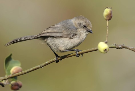American Bushtit (Psaltriparus minimus), Canada