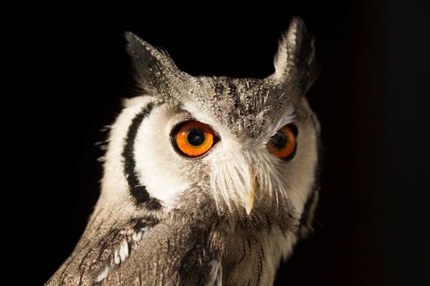 Southern White-faced Owl (Ptilopsis granti) captive, Germany