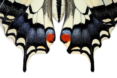 Old World Swallowtail ~ wings detail ~ Galicia, Spain