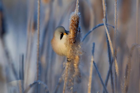 Bearded Reedling (Panurus biarmicus) male feeding on cattail seed, Thuringia, Germany