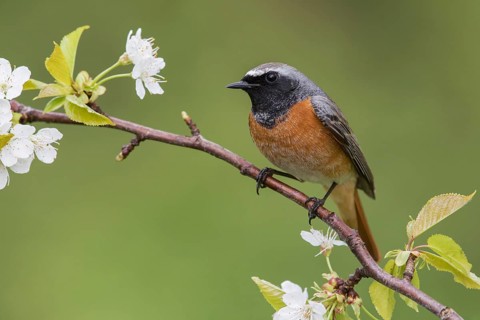 Common Redstart (Phoenicurus phoenicurus) male perched on a flowering twig, Poland
